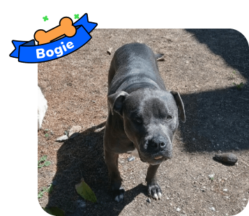 Dog photo with illustrated bone and sash showing the dog’s name - Bogie