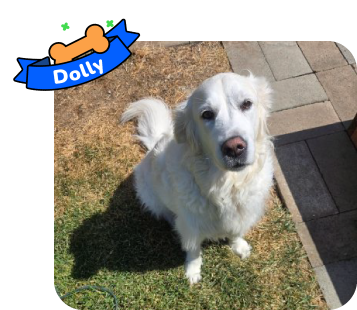Dog photo with illustrated bone and sash showing the dog’s name - Dolly