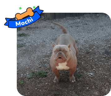 Dog photo with illustrated bone and sash showing the dog’s name - Mochi