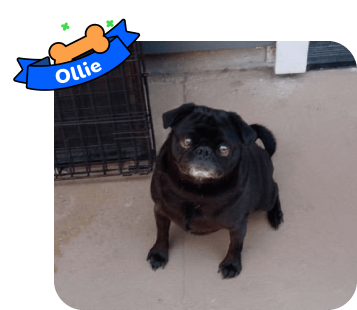 Dog photo with illustrated bone and sash showing the dog’s name - Ollie