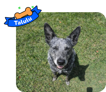 Dog photo with illustrated bone and sash showing the dog’s name - Talulu