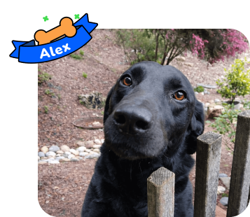 Dog photo with illustrated bone and sash showing the dog’s name - Alex