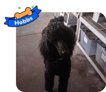 Dog photo with illustrated bone and sash showing the dog’s name - Hobbs