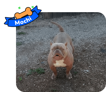 Dog photo with illustrated bone and sash showing the dog’s name - Mochi
