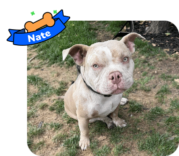 Dog photo with illustrated bone and sash showing the dog’s name - Nate