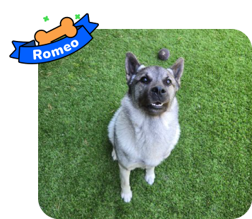 Dog photo with illustrated bone and sash showing the dog’s name - Romeo