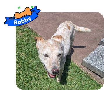 Dog photo with illustrated bone and sash showing the dog’s name - Bobby