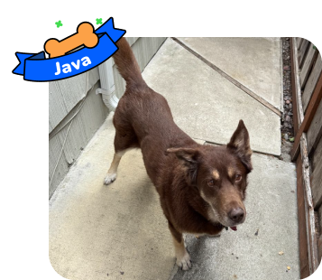 Dog photo with illustrated bone and sash showing the dog’s name - Java