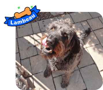 Dog photo with illustrated bone and sash showing the dog’s name - Lambeau