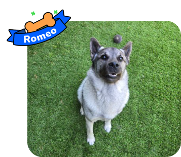 Dog photo with illustrated bone and sash showing the dog’s name - Romeo