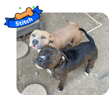 Dog photo with illustrated bone and sash showing the dog’s name - Stitch