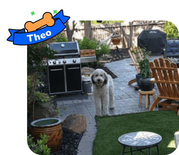 Dog photo with illustrated bone and sash showing the dog’s name - Theo