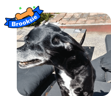 Dog photo with illustrated bone and sash showing the dog’s name - Brooksie