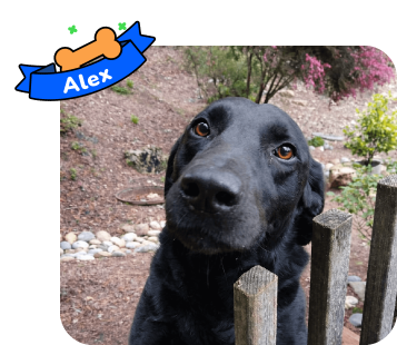 Dog photo with illustrated bone and sash showing the dog’s name - Alex