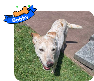 Dog photo with illustrated bone and sash showing the dog’s name - Bobby