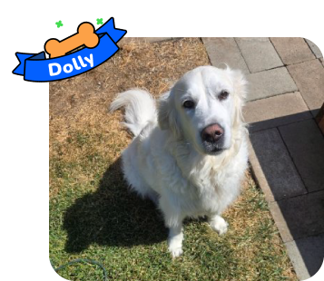 Dog photo with illustrated bone and sash showing the dog’s name - Dolly