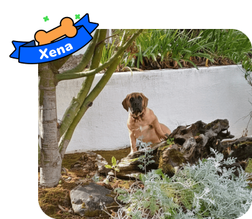 Dog photo with illustrated bone and sash showing the dog’s name - Xena