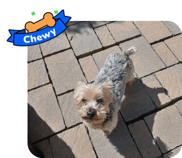 Dog photo with illustrated bone and sash showing the dog’s name - Chewy
