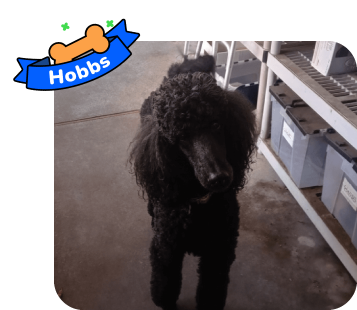 Dog photo with illustrated bone and sash showing the dog’s name - Hobbs