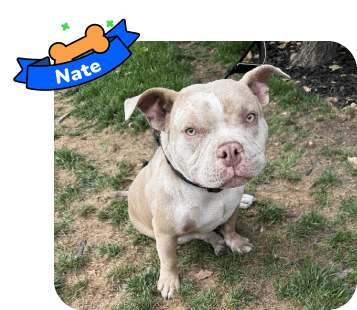Dog photo with illustrated bone and sash showing the dog’s name - Nate
