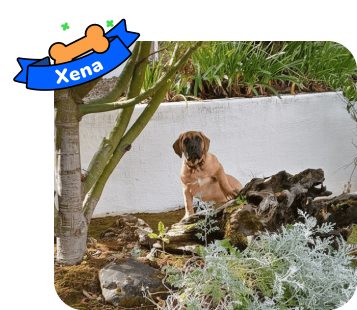 Dog photo with illustrated bone and sash showing the dog’s name - Xena