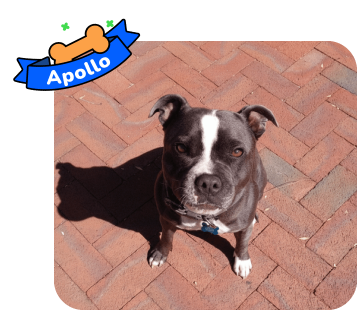 Dog photo with illustrated bone and sash showing the dog’s name - Apollo