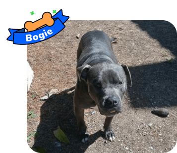 Dog photo with illustrated bone and sash showing the dog’s name - Bogie