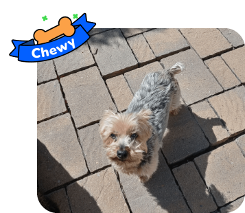 Dog photo with illustrated bone and sash showing the dog’s name - Chewy