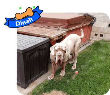Dog photo with illustrated bone and sash showing the dog’s name - Dinah