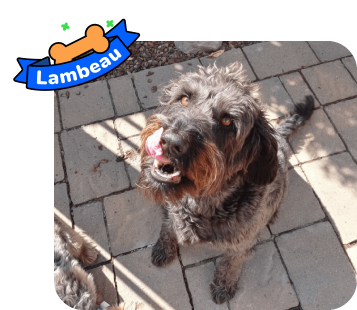 Dog photo with illustrated bone and sash showing the dog’s name - Lambeau