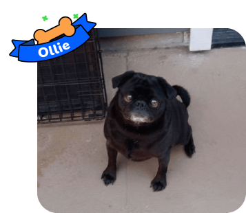 Dog photo with illustrated bone and sash showing the dog’s name - Ollie