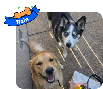 Dog photo with illustrated bone and sash showing the dog’s name - Rain