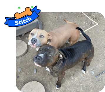 Dog photo with illustrated bone and sash showing the dog’s name - Stitch