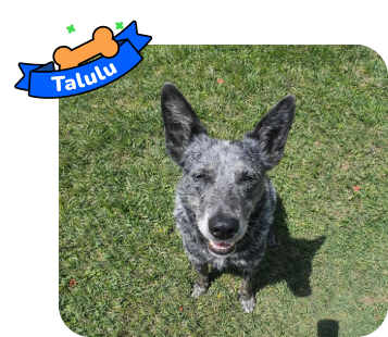 Dog photo with illustrated bone and sash showing the dog’s name - Talulu