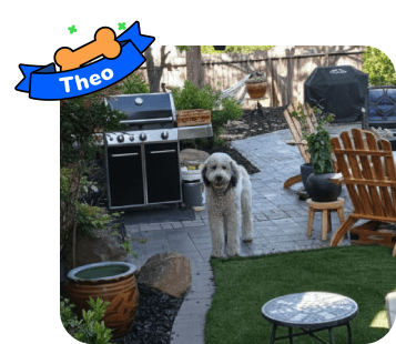 Dog photo with illustrated bone and sash showing the dog’s name - Theo