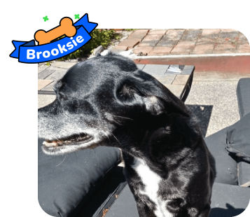 Dog photo with illustrated bone and sash showing the dog’s name - Brooksie