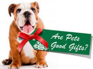 dog with its tongue out, wearing a Christmas bow and a tag asking: Are pets good gifts?