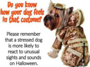 dog wearing a full head-to-tail Halloween costume