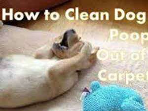 dog lying on a carpet with its paws covering its eyes