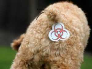 A close-up of dog fur marked with a biohazard symbol
