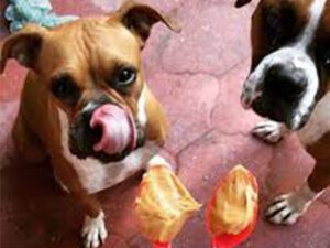 Two dogs watching a peanut butter treat, one licking its face