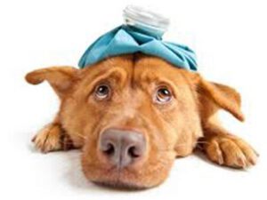 sick dog lying down with an ice pack on its head