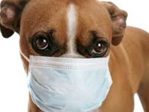 dog wearing a surgical mask covering its mouth