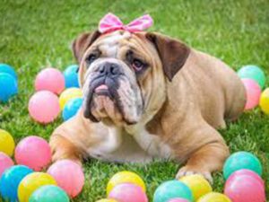 A dog lying on the grass with a pink bow between its ears, surrounded by colorful plastic balls
