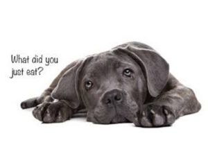 A dog lying down and looking up, with text on the left asking, ‘What did you just eat?’