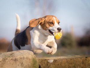 happy dog jumping with a ball toy in its mouth