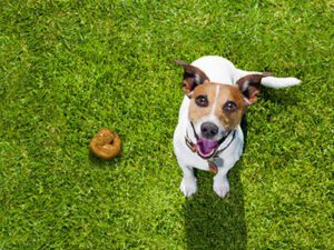 happy dog sitting on grass looking up next to a pile of dog poop