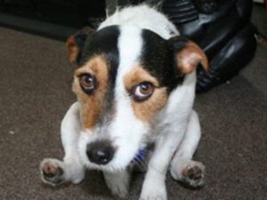 dog sitting and looking at the camera with sad eyes