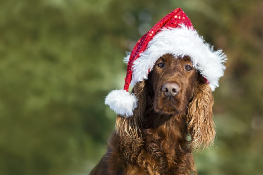 Funny Dog with Christmas hat on