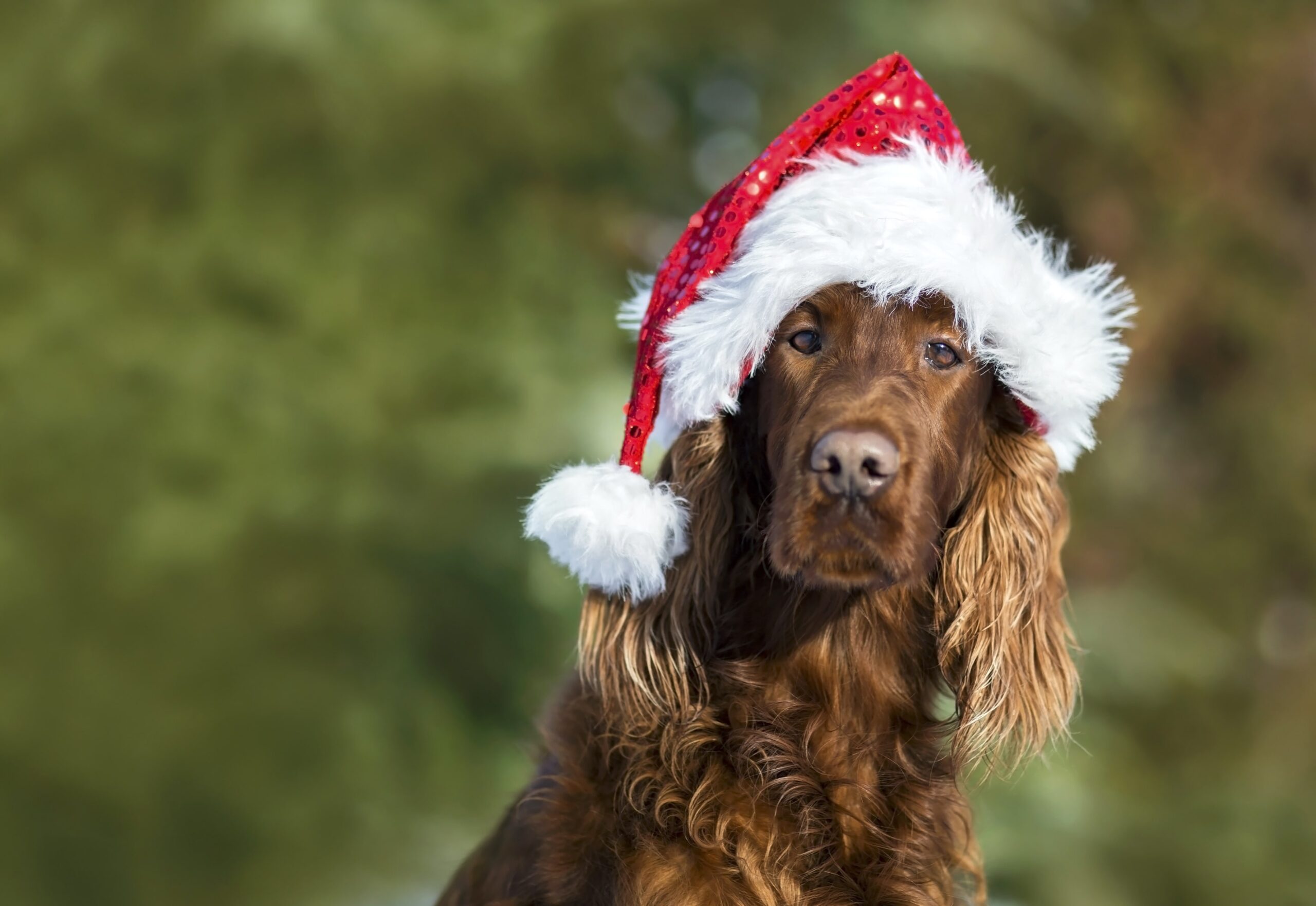 Funny Dog with Christmas hat on